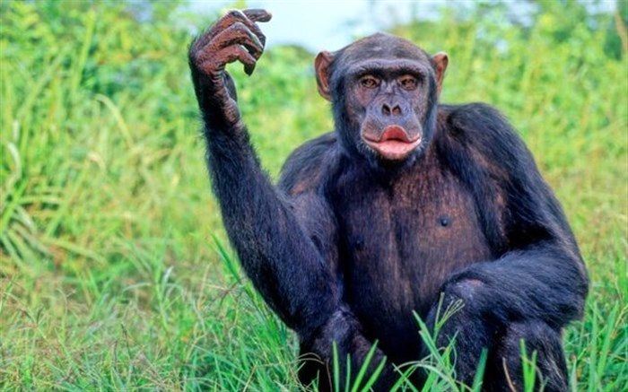 شامپانزه‌ها با شنیدن موسیقی می‌رقصند