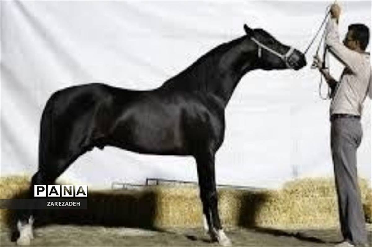 کسب عناوین برتر اسب های ابرکوه در جشنواره زیبایی اسب عرب خالص ایرانی