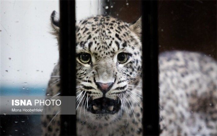 انتقال یک قلاده پلنگ ایرانی به باغ وحش ارم+ویدئو