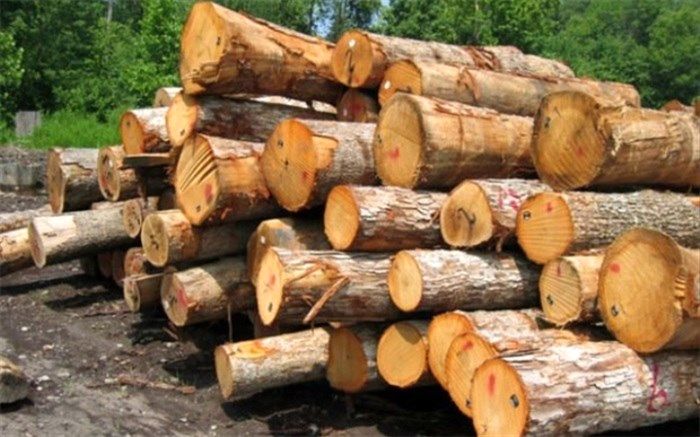کشف ۲۰ تن چوب جنگلی قاچاق در لنگرود