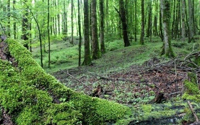 جنگل کاری ۲۱۰ هکتار از اراضی در استان اردبیل