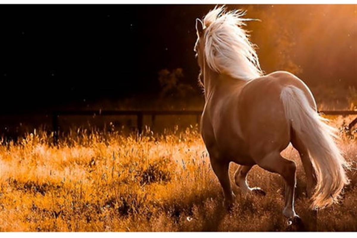 حیوان نجیب مینیاتوری خزر «اسب کاسپین  (Caspian Horse)  میراث طبیعی 6 هزار ساله گیلان
