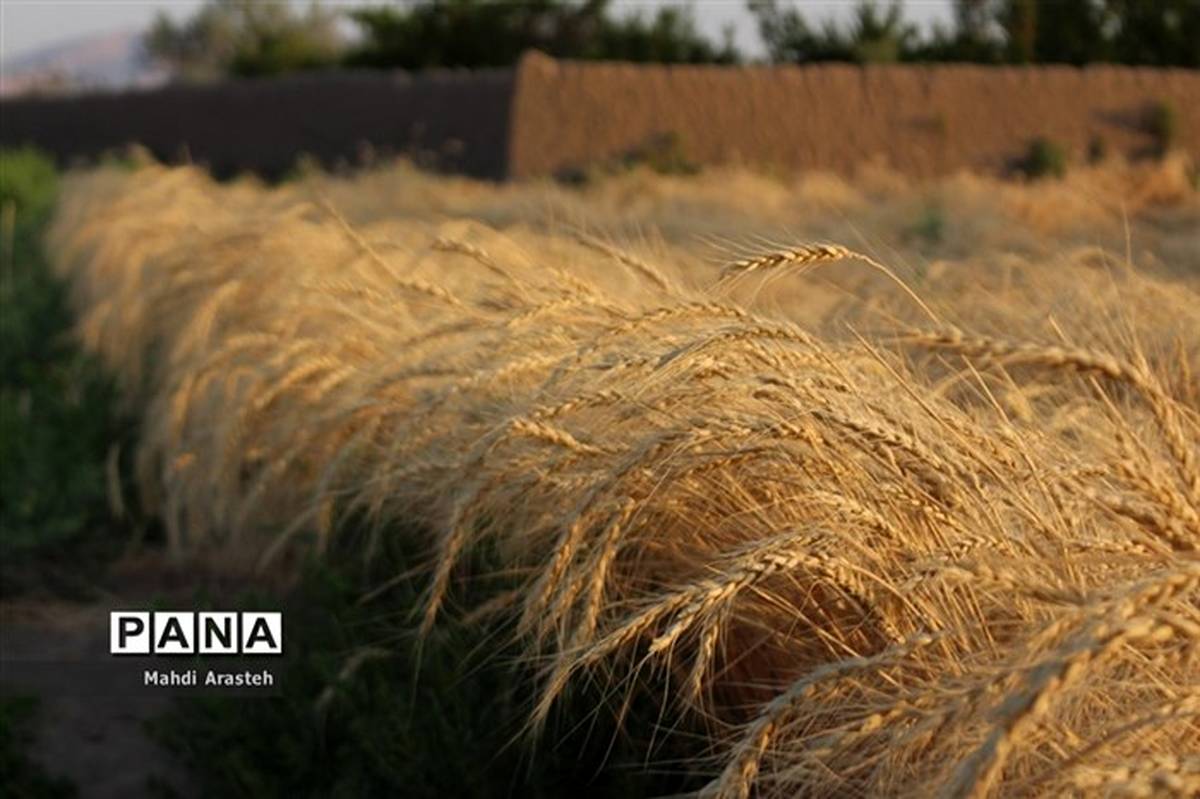 تامین نیاز کشور با گندم وارداتی ۴ هزار و ۵۰۰تومانی