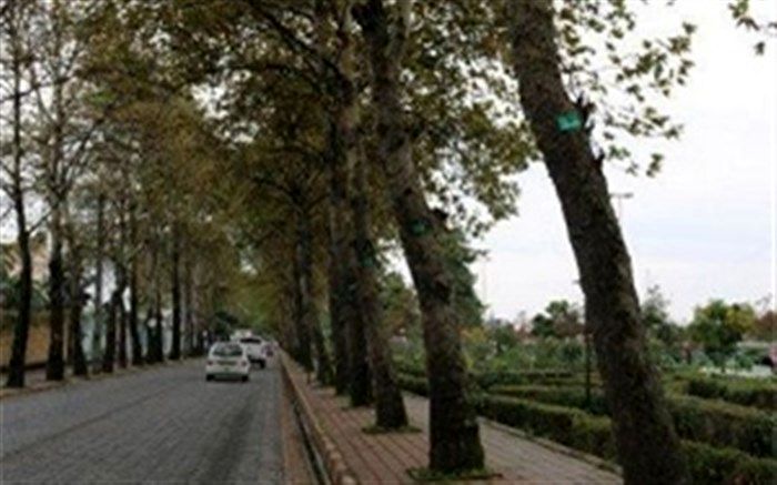 امسال ۲۵۰۰۰ اصله درخت درشهرستان سلماس پلاک کوبی شده است