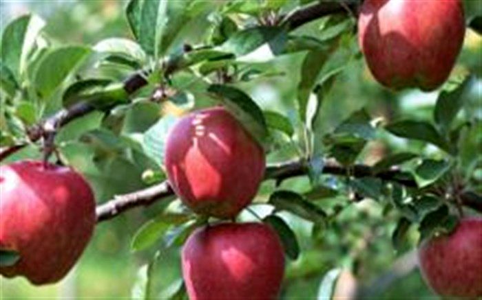 ۳۰ هزار تن سیب از اشنویه صادر شد