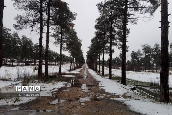 بارش نخستین برف زمستانی در شیراز