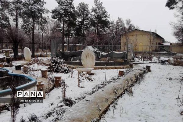 بارش نخستین برف زمستانی در شیراز