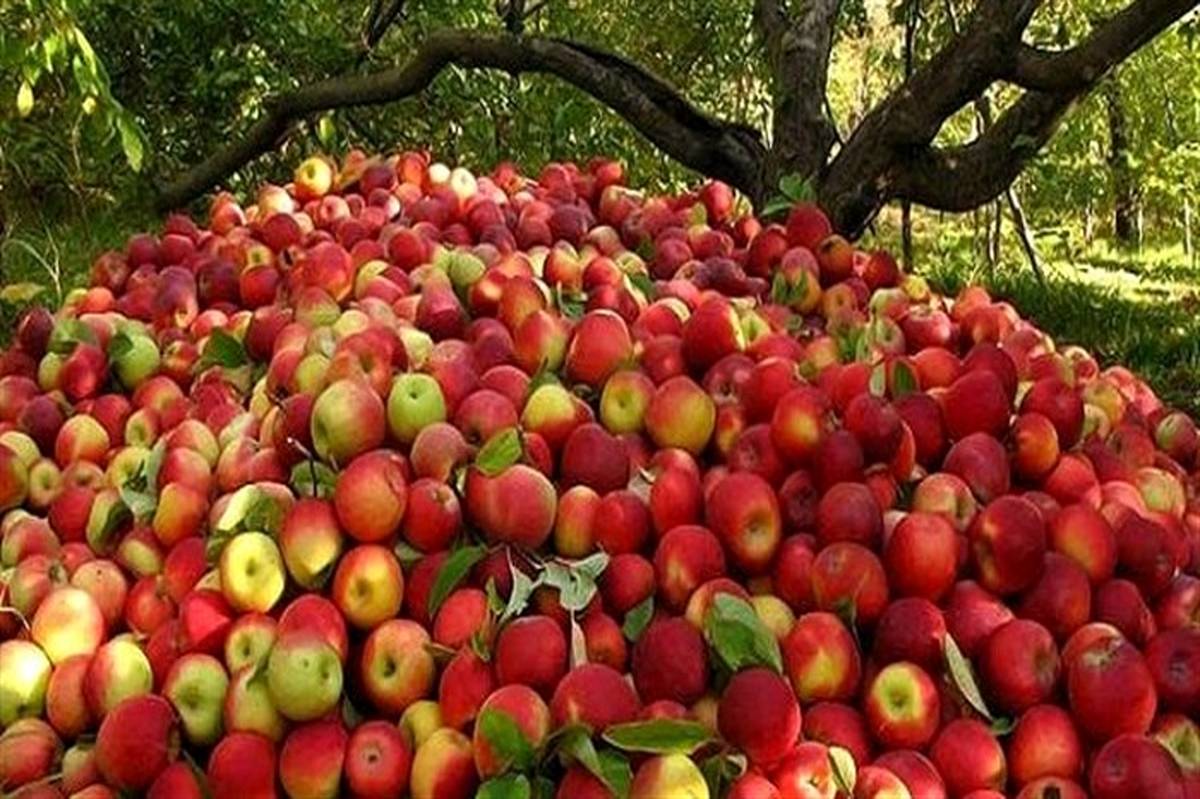 امسال ۱۷۵ هزارتن سیب به خارج از کشور صادر می شود