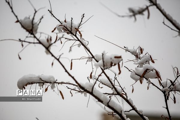 بارش برف زمستانی در تهران