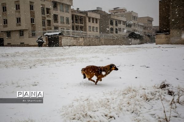 بارش برف زمستانی در تهران