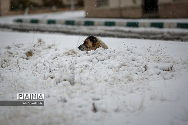 بارش برف زمستانی در تهران