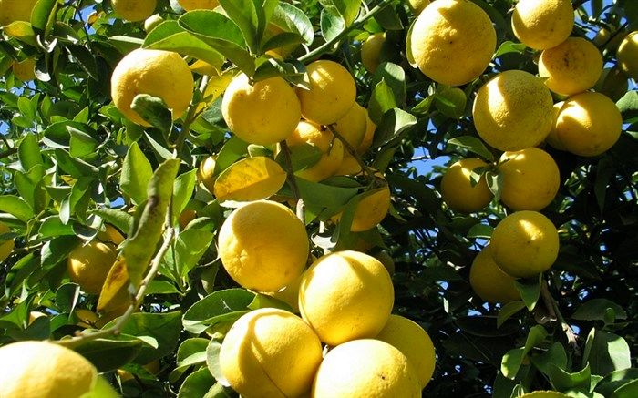 فارس قطب تولید لیمو شیرین در کشور است