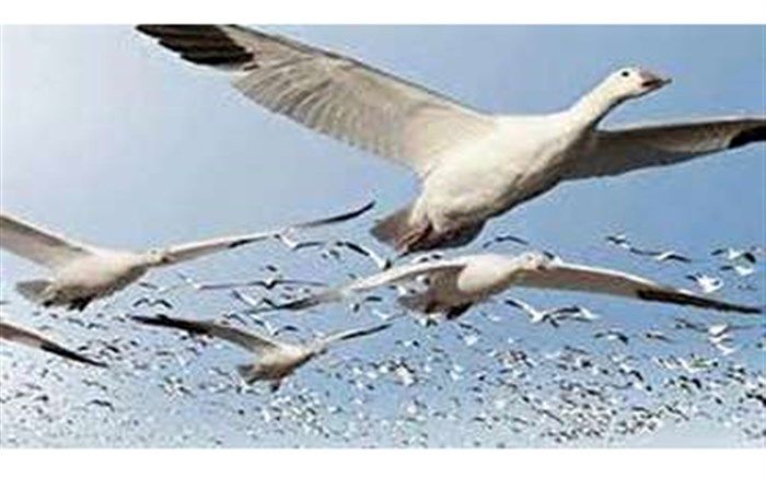 افزایش چشمگیر پرندگان مهاجر به تالاب‌های آستارا