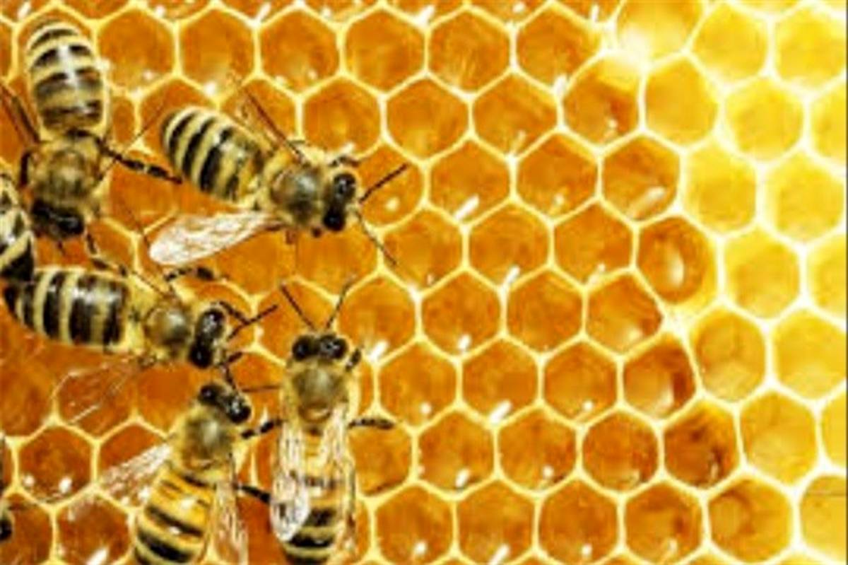 برای اولین  بار در کشور عوامل مولکولی بیماری لوک آمریکایی و اروپایی در زنبورعسل تشخیص داده شد