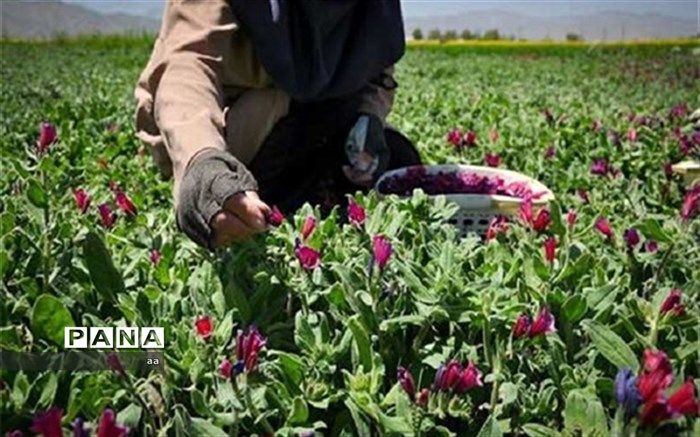 رشد ۱۴۳ درصدی کشت گیاهان دارویی در فارس
