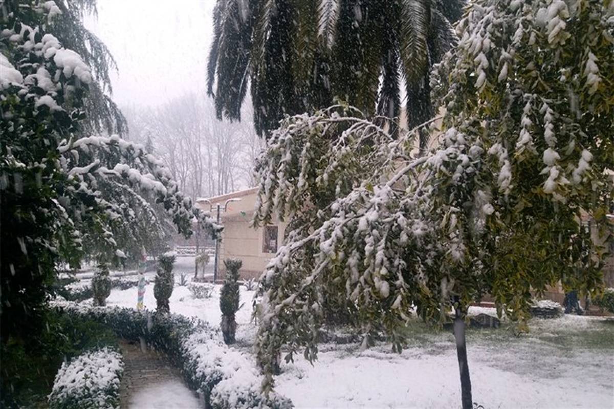 بارش نخستین برف زمستانی در جلگه‌های گیلان