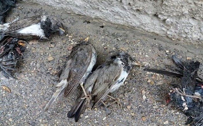 مسمومیت؛ احتمال مرگ دسته جمعی تعدادی از پرندگان در بجنورد