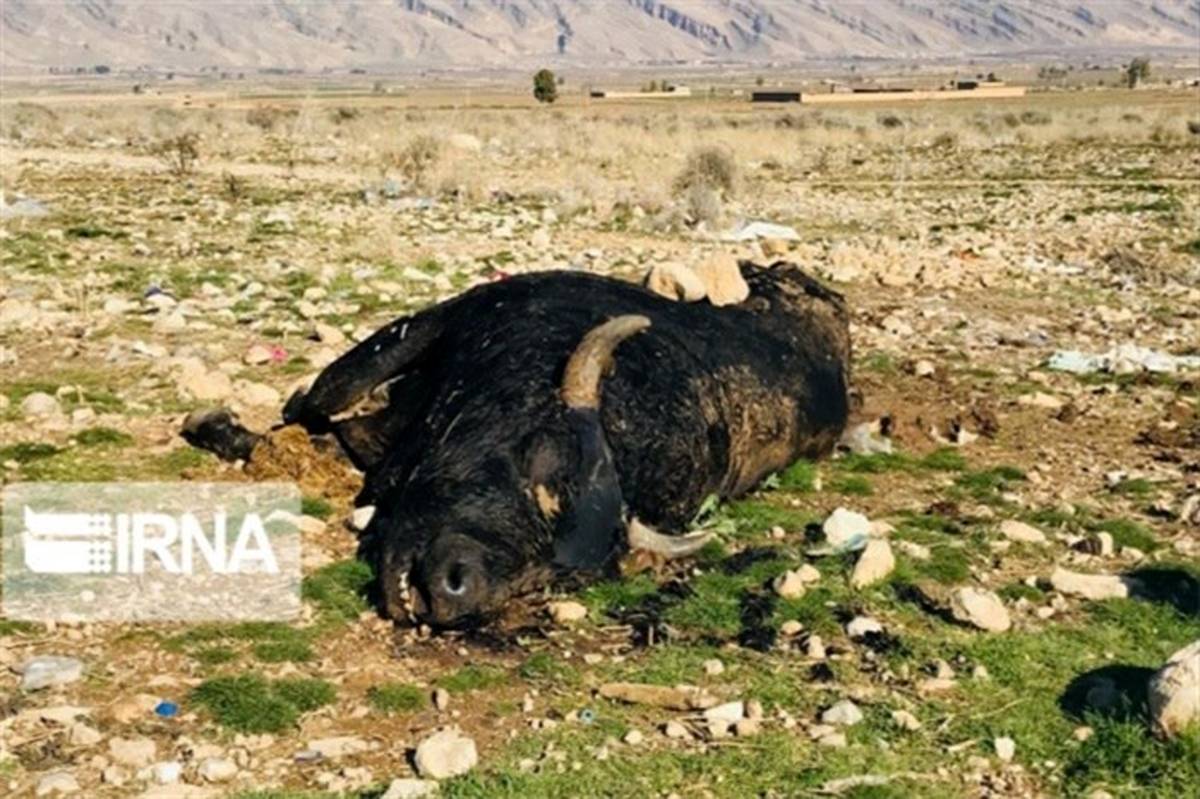 تفرجگاه نزدیک شیراز، همسایه با گاوان مردار
