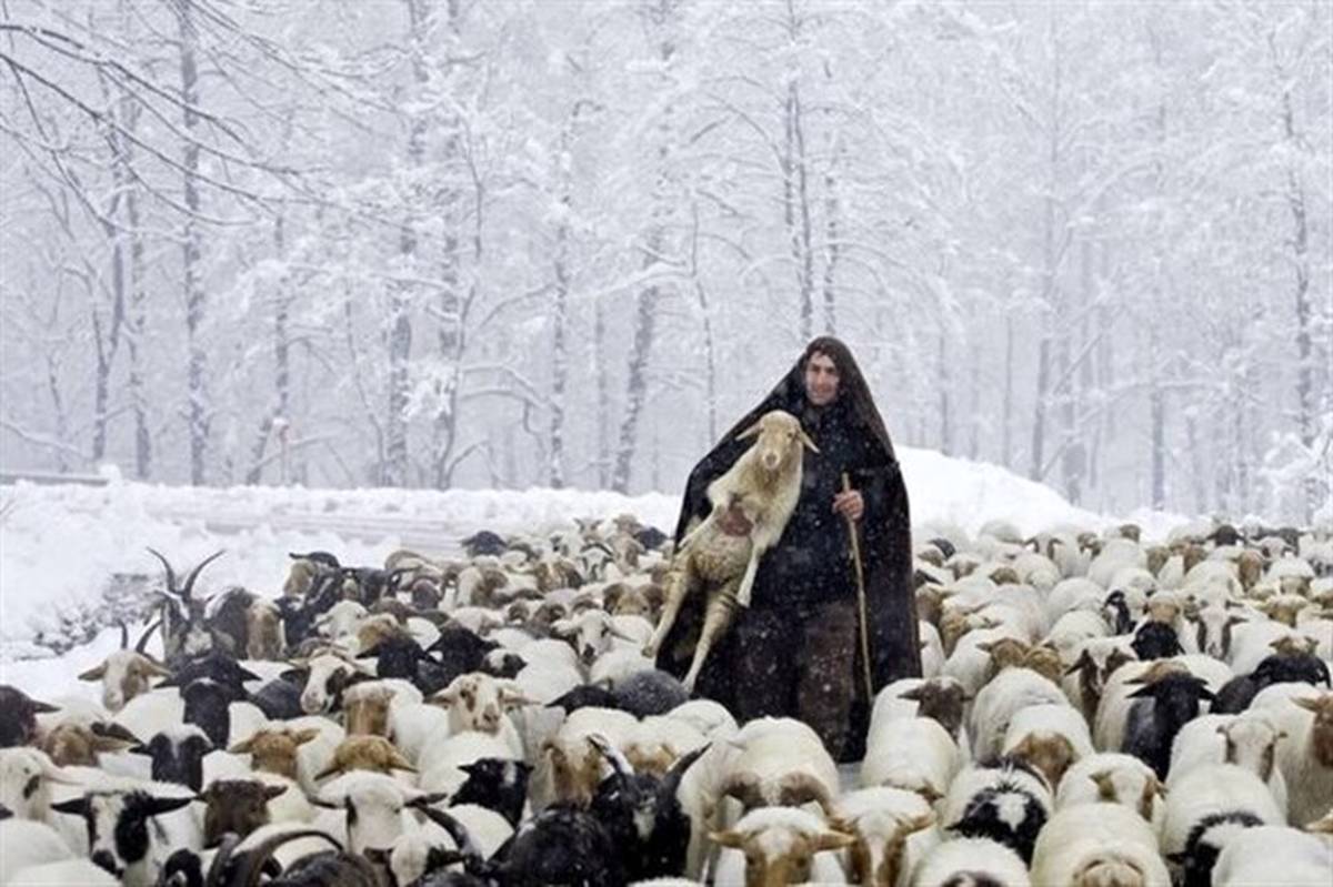 رفع گرفتاری چوپان و 500 گوسفندش