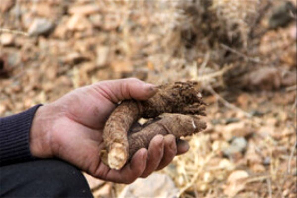 مراسم سنتی کف زنی یا "کفبیخ" در جنوب خراسان