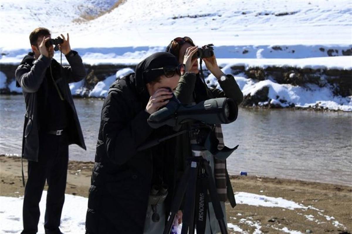سرشماری حدود 30 هزار قطعه پرنده آبزی و کنار آبزی در استان تهران