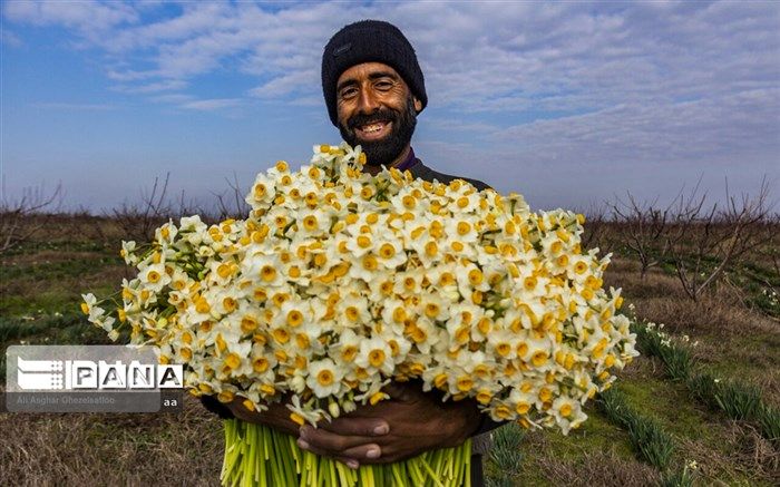 برداشت ۲میلیون شاخه گل نرگس در لرستان