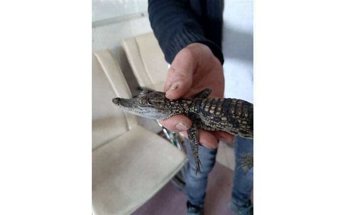کشف و ضبط تمساح در ماموریت یگان حفاظت محیط زیست