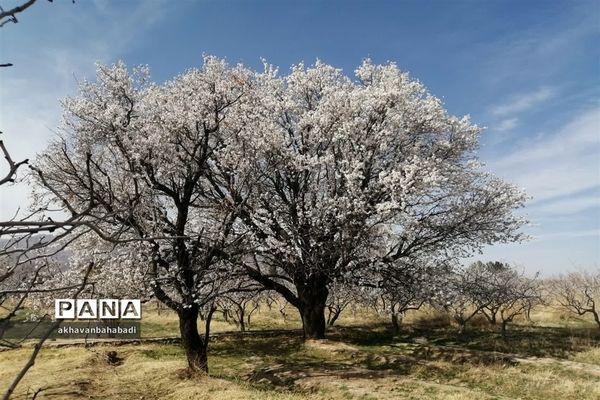 خلق طبیعتی زیبا با شکوفه درختان در بهاباد