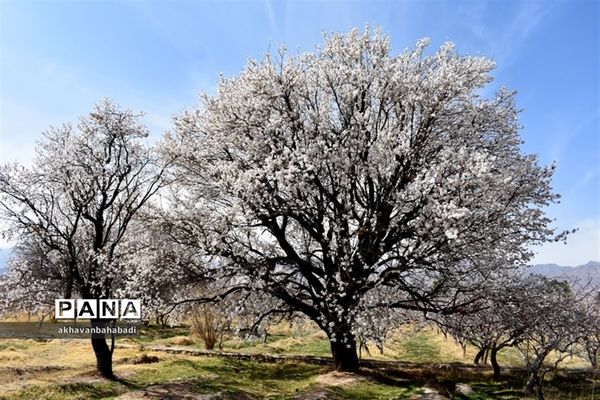 خلق طبیعتی زیبا با شکوفه درختان در بهاباد