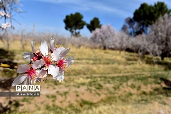 خلق طبیعتی زیبا با شکوفه درختان در بهاباد