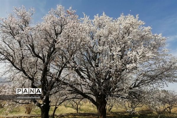 خلق طبیعتی زیبا با شکوفه درختان در بهاباد