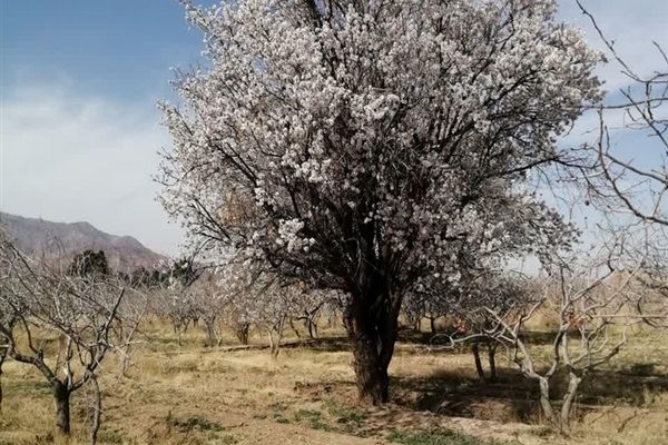 خلق طبیعتی زیبا با شکوفه درختان در بهاباد