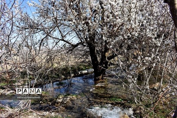 خلق طبیعتی زیبا با شکوفه درختان در بهاباد