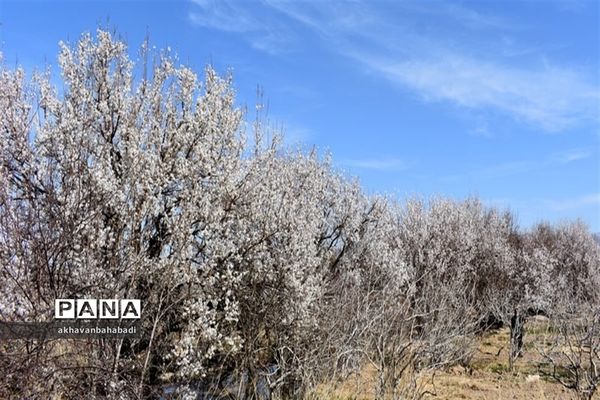 خلق طبیعتی زیبا با شکوفه درختان در بهاباد