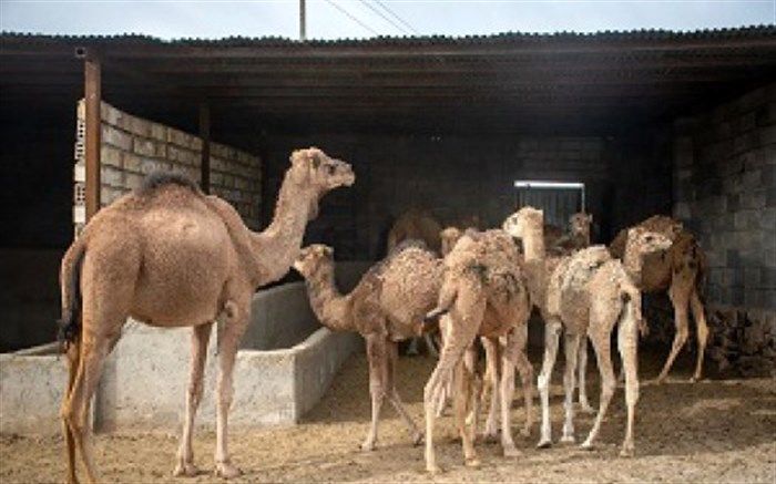 زمینه پرورش شتر در بیارجمند فراهم است