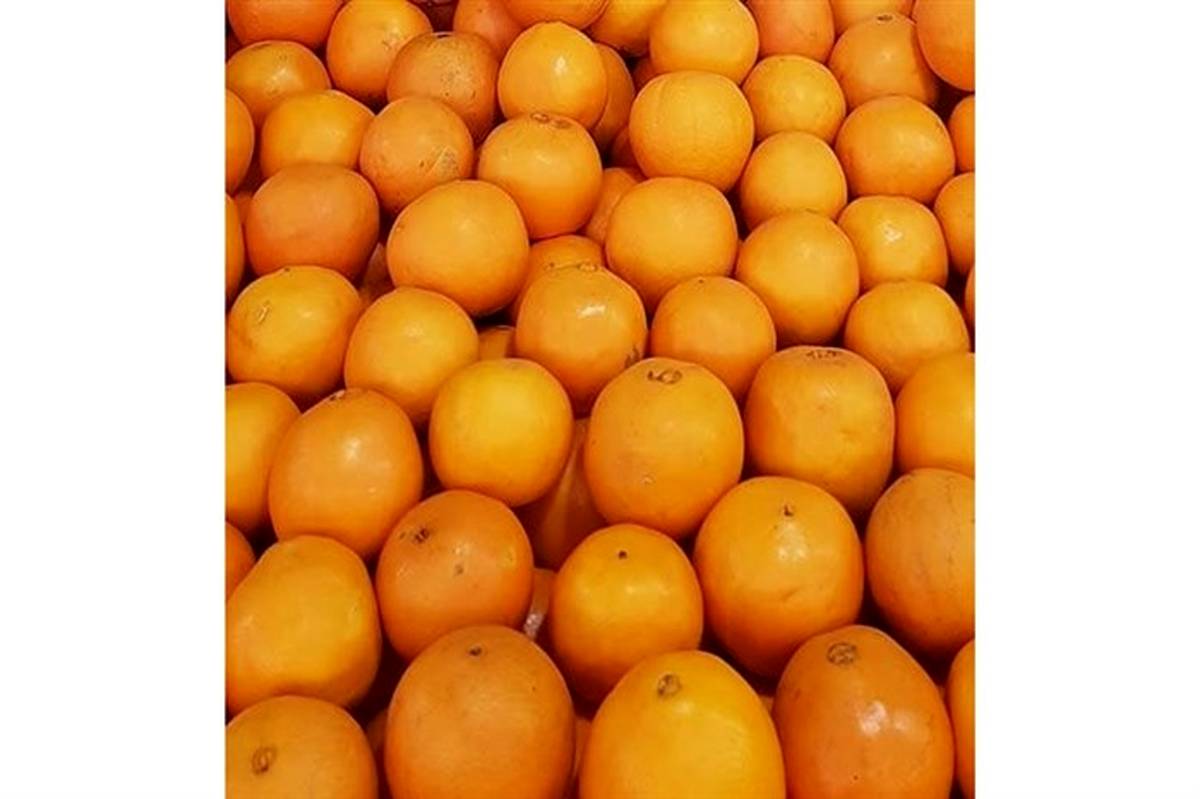 جهاد کشاورزی قیمت هر کیلو پرتقال تامسون را 4500 تومان تعیین کرد