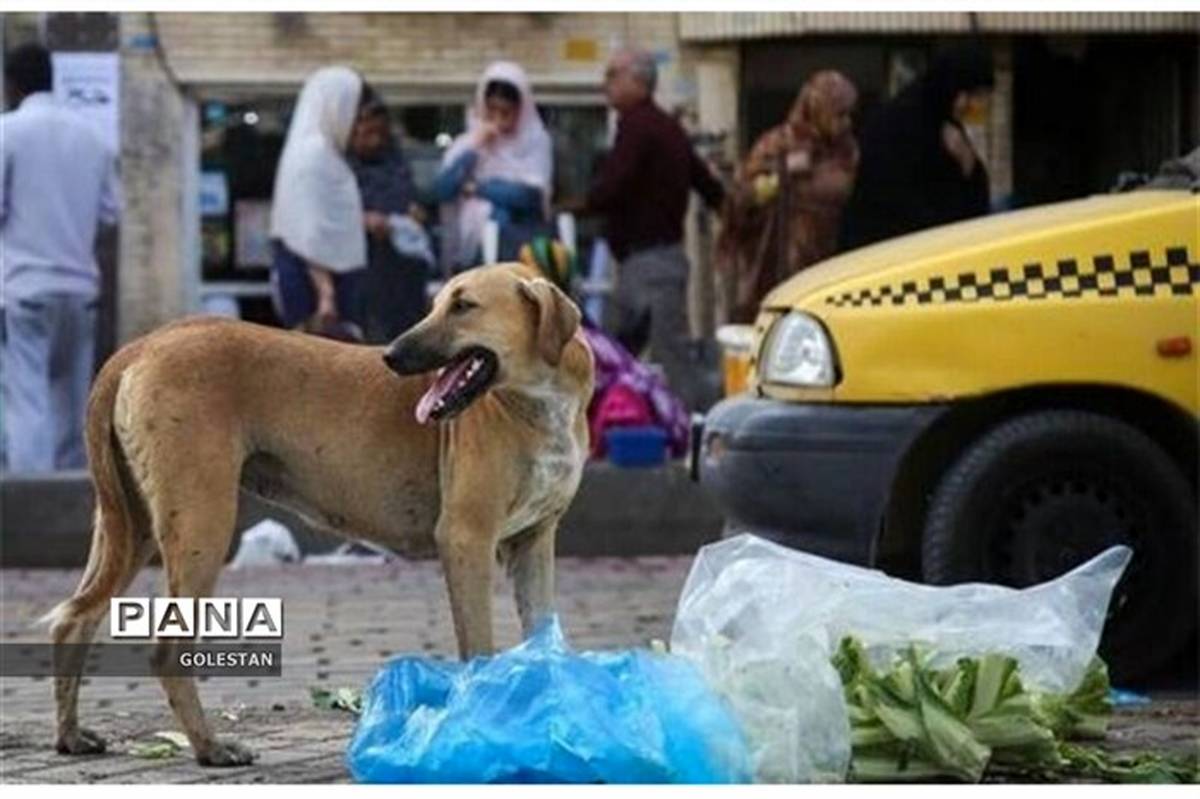 سگ ولگرد ۲ دانش‌آموز را در بندر ترکمن مصدوم کرد