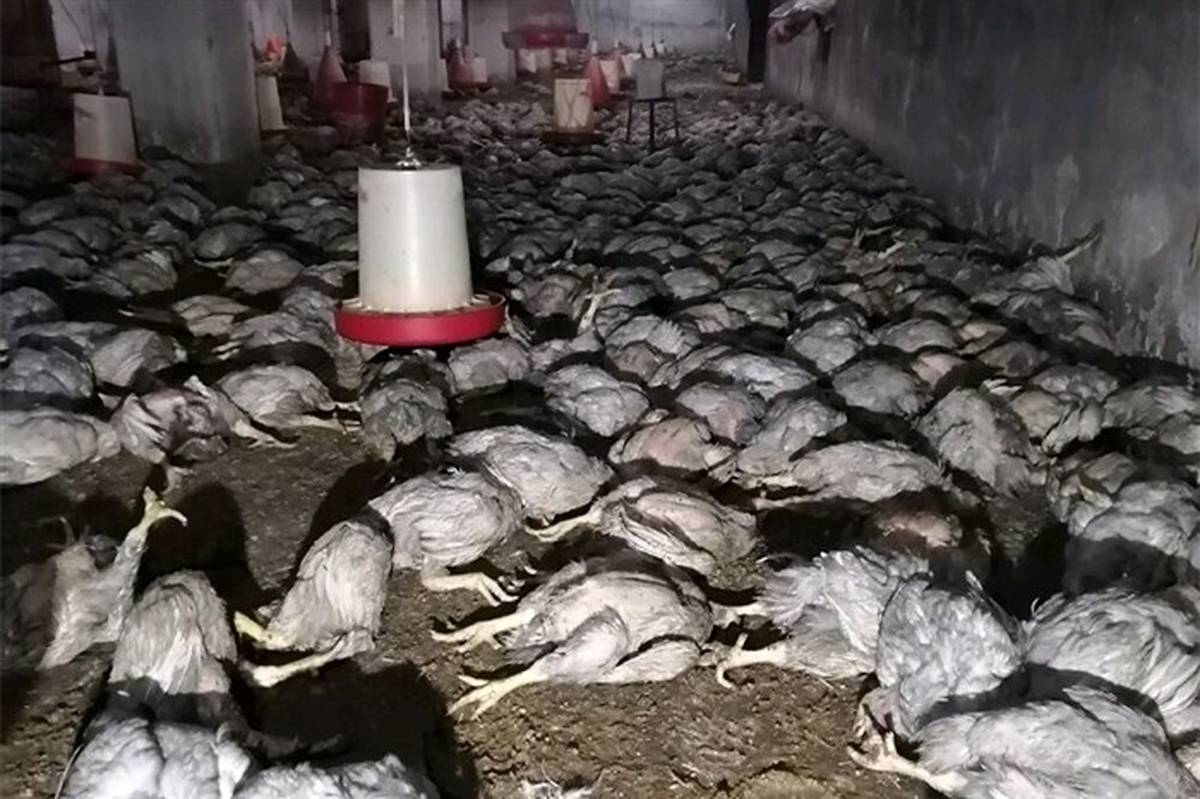 تلف شدن بیش از ۶ هزار قطعه مرغ در آتش‌سوزی مرغداری در بوکان
