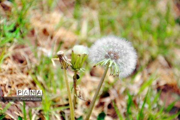 صدای پای بهار درشهرستان خوسف استان خراسان جنوبی