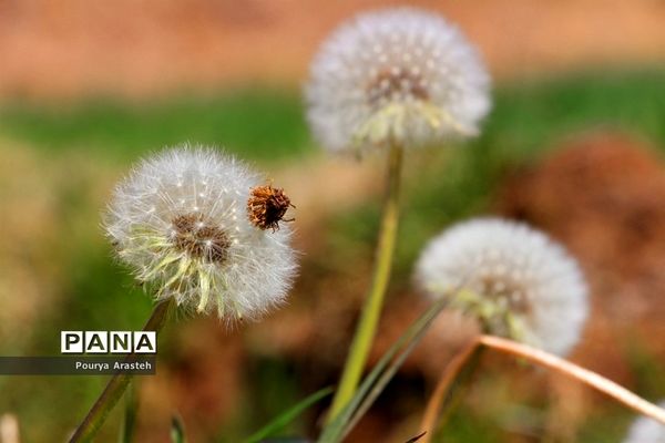 صدای پای بهار درشهرستان خوسف استان خراسان جنوبی