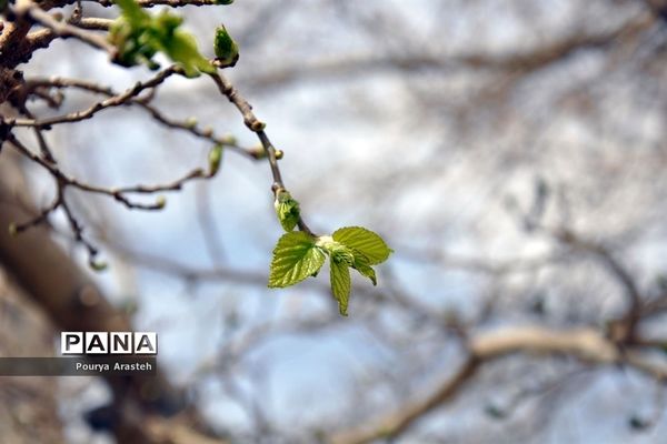 صدای پای بهار درشهرستان خوسف استان خراسان جنوبی