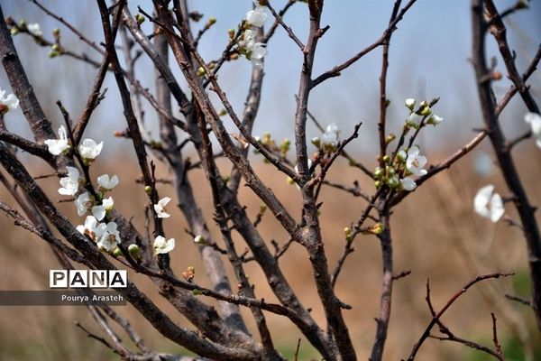 صدای پای بهار درشهرستان خوسف استان خراسان جنوبی