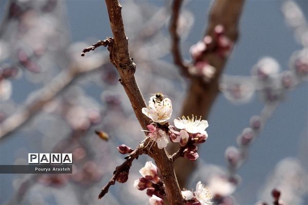 صدای پای بهار درشهرستان خوسف استان خراسان جنوبی