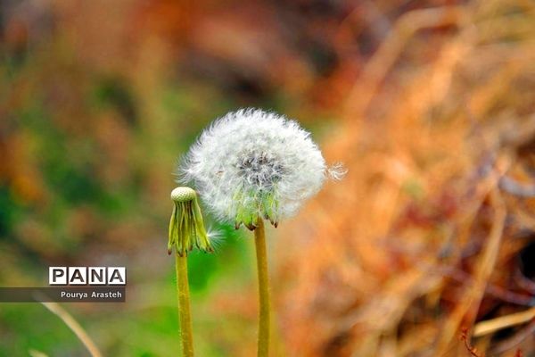 صدای پای بهار درشهرستان خوسف استان خراسان جنوبی