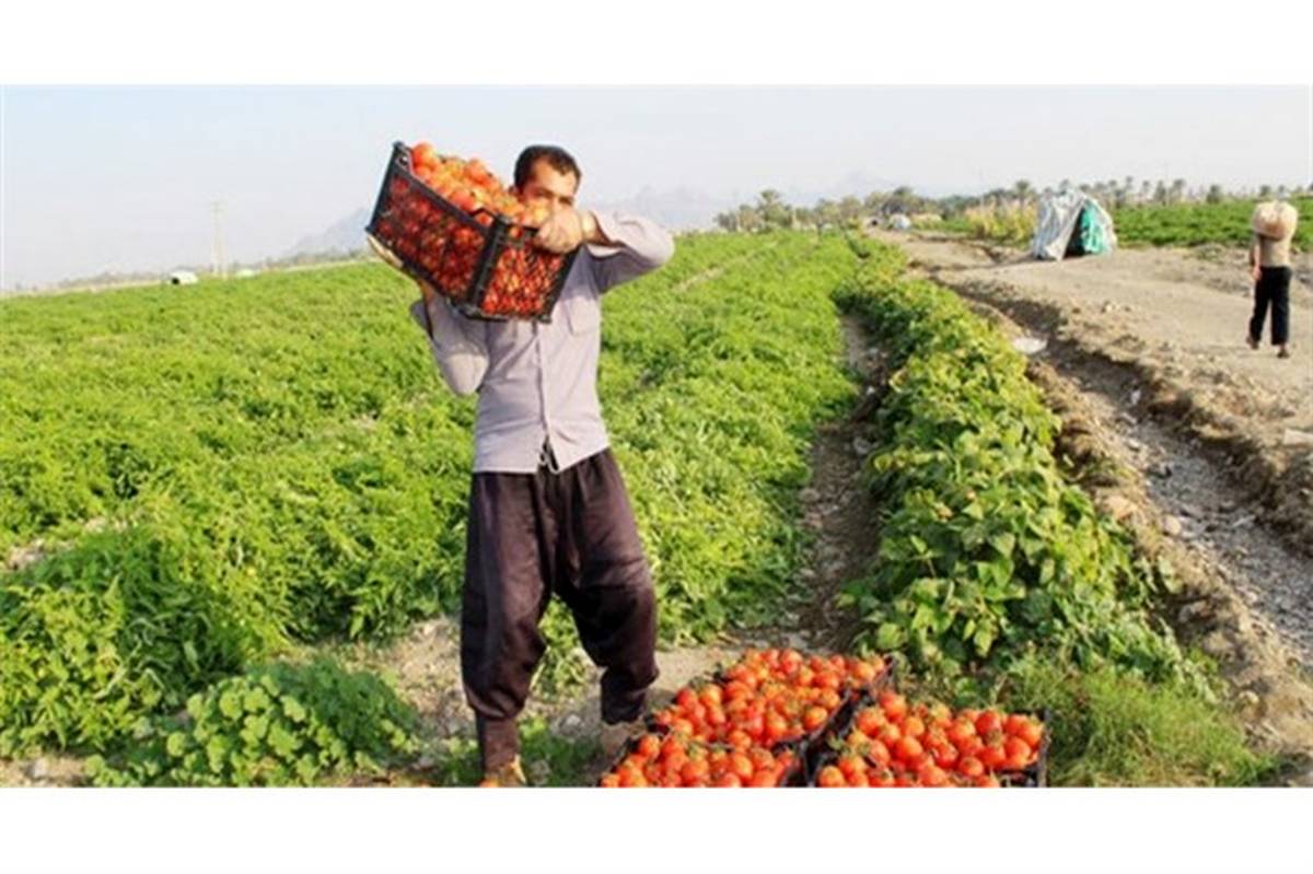 پرداخت ۱۰۰ درصدی مطالبه گوجه‌کاران آذربایجان‌غربی