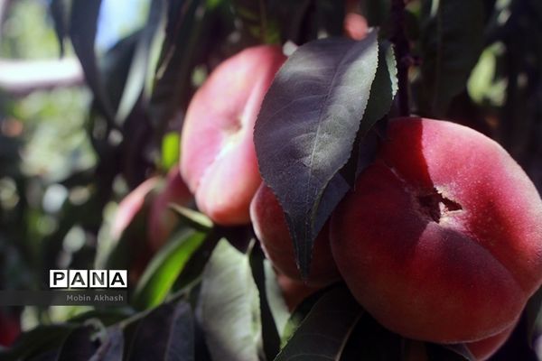 عکس‌های منتخب سال 1398 استان آذربایجان شرقی