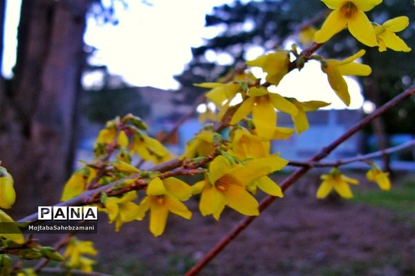 شکوفه‌های بهاری در شهرستان کاشمر