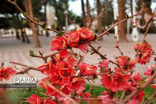 شکوفه‌های بهاری در شهرستان کاشمر