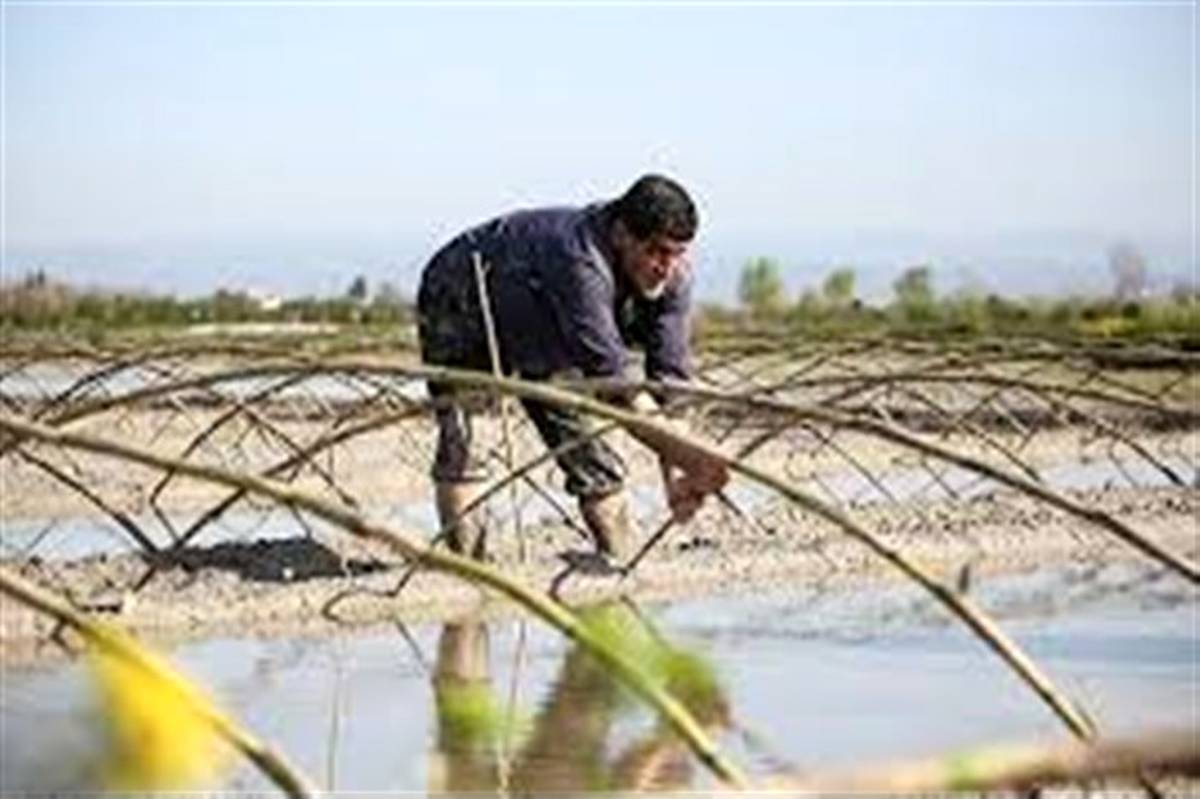 نخستین خزانه گیری برنج در گیلان