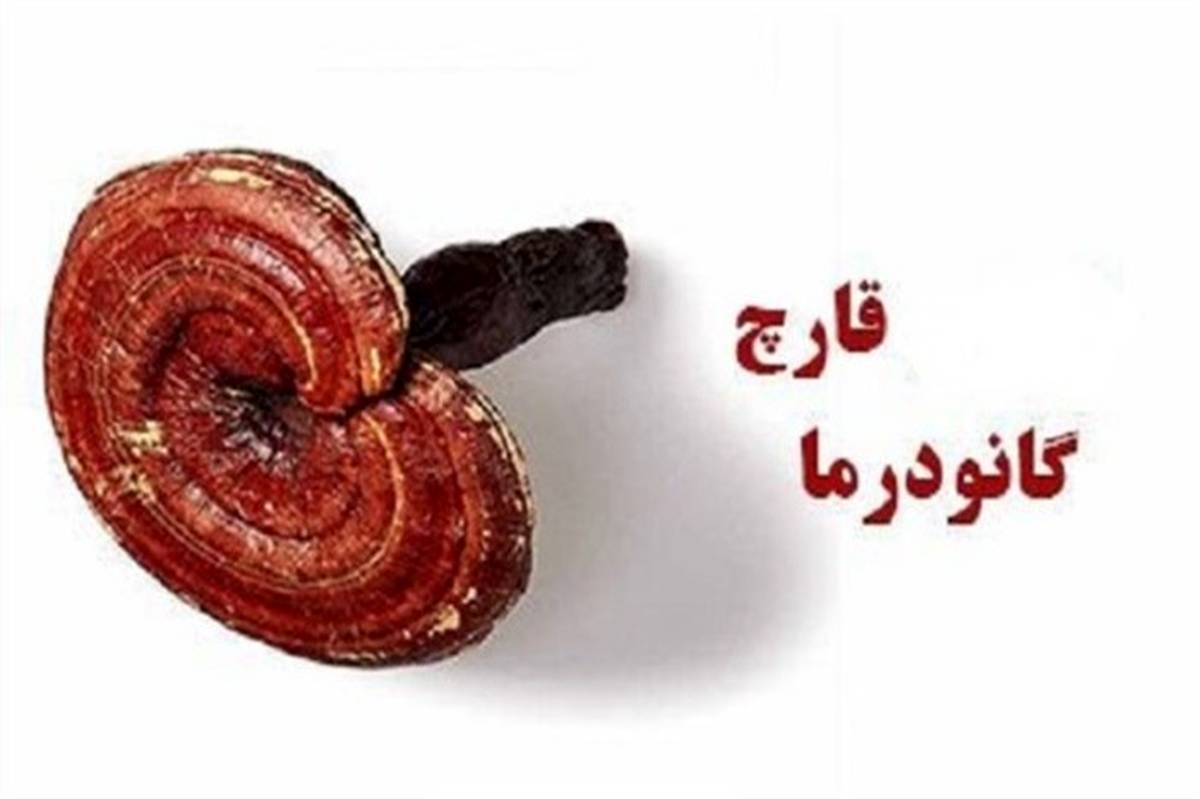 قارچ گانودرما در پیشگیری و مقابله با ویروس کرونا بی تاثیر است